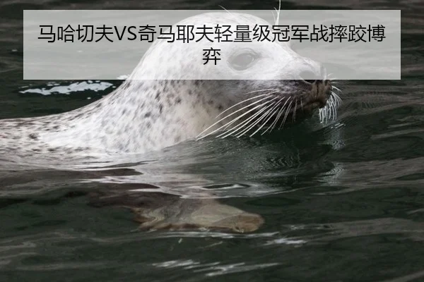 马哈切夫VS奇马耶夫轻量级冠军战摔跤博弈